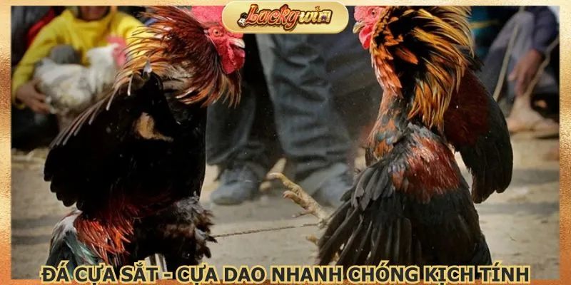 Đá Gà Luckywin | Trực Tiếp Từ Trường Đấu Thomo 2 Đá cựa sắt - cựa dao nhanh chóng kịch tính